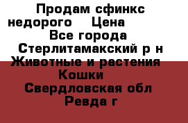 Продам сфинкс недорого  › Цена ­ 1 000 - Все города, Стерлитамакский р-н Животные и растения » Кошки   . Свердловская обл.,Ревда г.